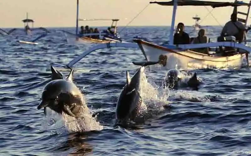 morning dolphin tour